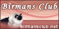 club di razza gatto sacro di birmania