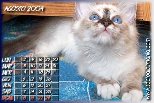 foto di gattina seal-tabby-point