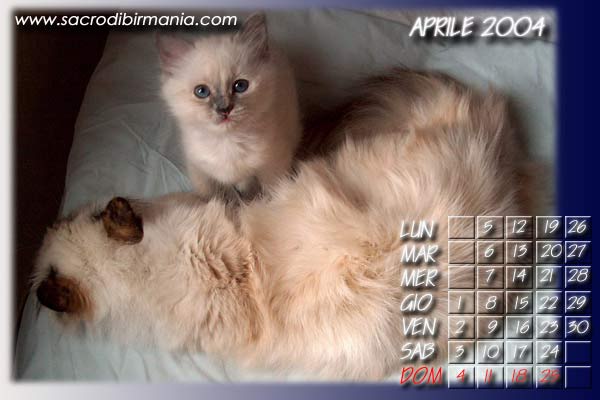 mamma gatta e cucciola birmana