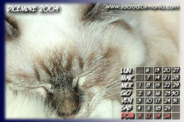 birmana seal-tabby-point