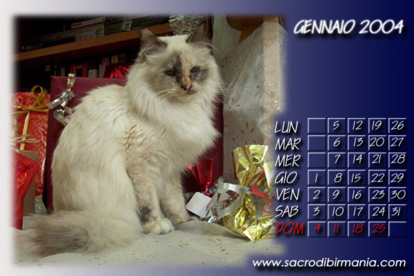 wallpaper con foto di gatti sacri di birmania