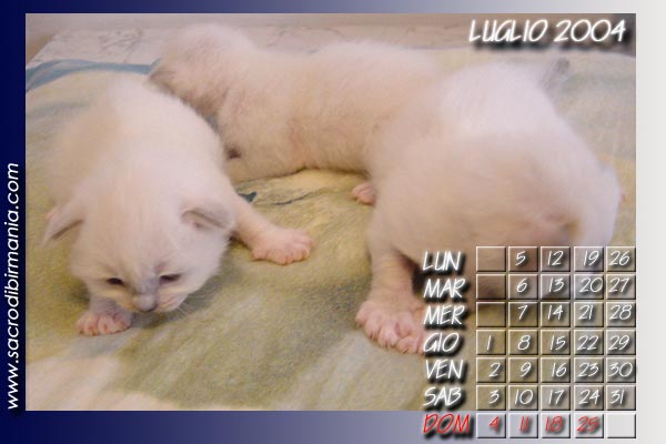 foto di cuccioli di birmano all'et&agrave; di un mese