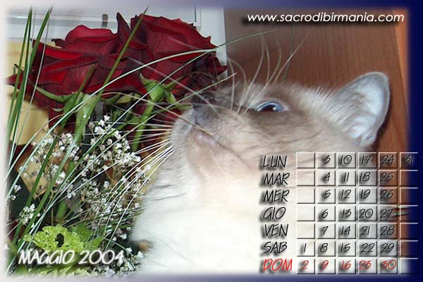 Birmano blu - campione internazionale