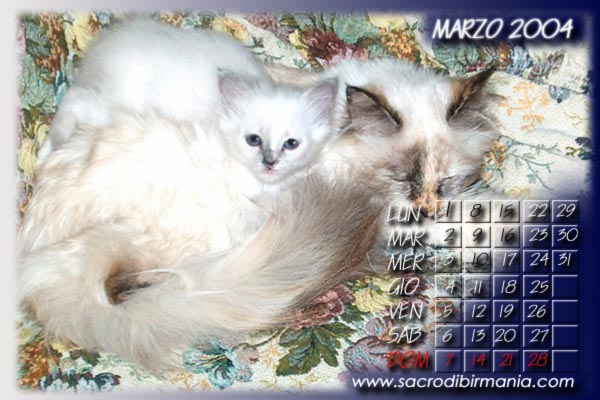 wallpaper con foto di gattini