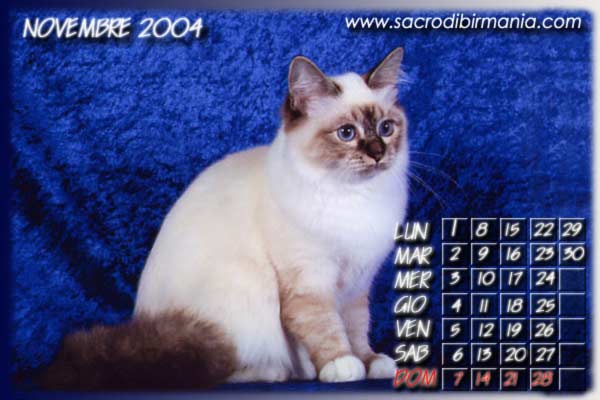 Iside, colore seal-tabby