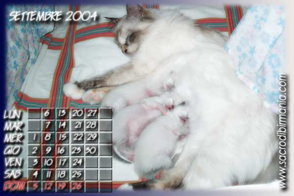 foto di cucciolata con mamma gatta