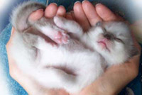 Cucciolo