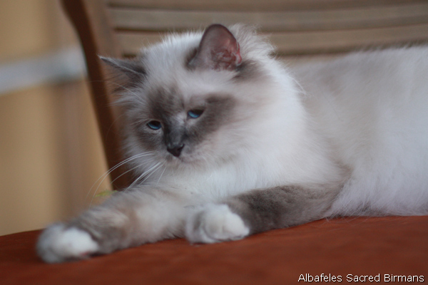 ananke, chocolate-tabby point