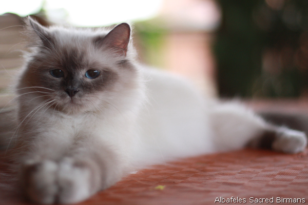 ananke, chocolate-tabby point