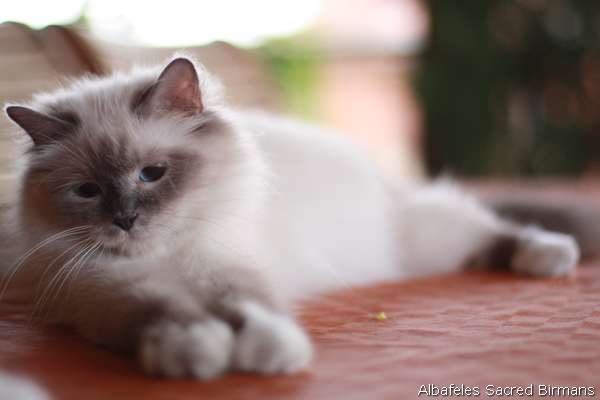 ananke, chocolate-tabby point