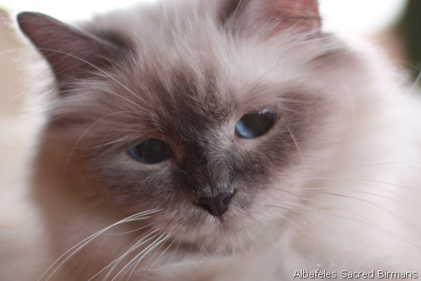 ananke, chocolate-tabby point