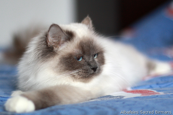ananke, chocolate-tabby point