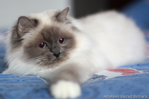 ananke, chocolate-tabby point