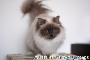 ananke, chocolate-point