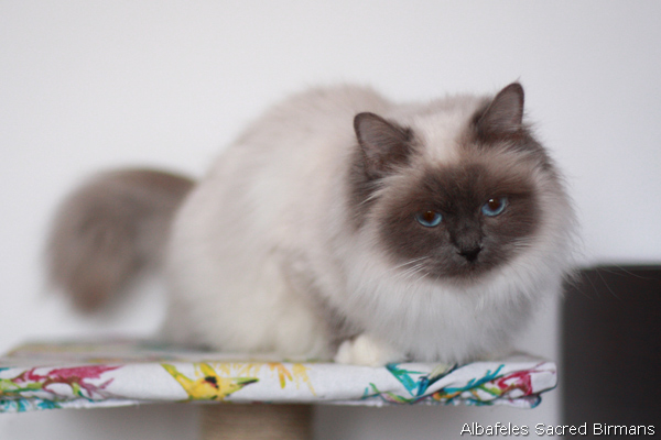ananke, chocolate-tabby point