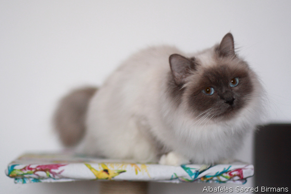 ananke, chocolate-tabby point