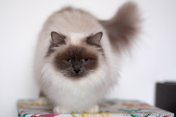 ananke, chocolate-tabby point