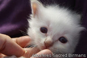 foto cuccioli Sacri di Birmania