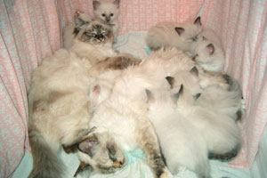 foto di mamma gatta e cuccioli