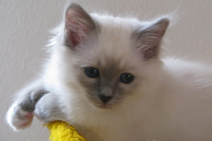 foto cuccioli Sacri di Birmania
