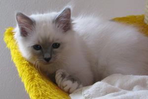 foto cuccioli Sacri di Birmania