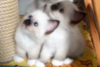 Cuccioli