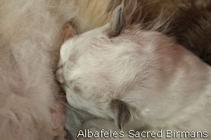 foto cuccioli Sacri di Birmania