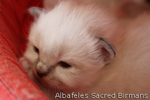 foto cuccioli Sacri di Birmania