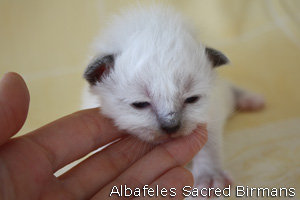 foto cuccioli Sacri di Birmania