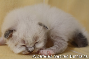 foto cuccioli Sacri di Birmania