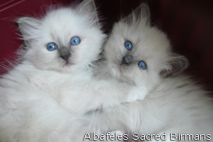 kittens