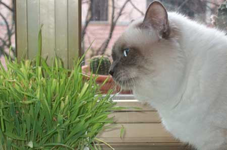 gatto che mangia erbagatta