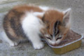 gattina in cerca di casa