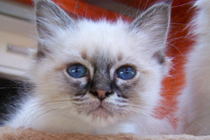 foto cuccioli seal-point
