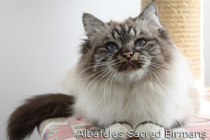 gattina Iside seal-tabby-point