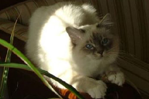 foto Gatto Keplero