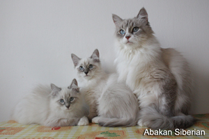 foto cuccioli anallergici