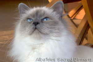 Minerva, blue-point