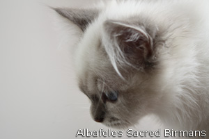 Mona Lisa, blue-tabby point