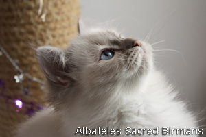 Mona Lisa, blue-tabby point