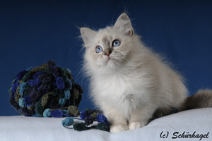 Mona Lisa, blue-tabby point