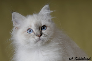 Mona Lisa, blue-tabby point