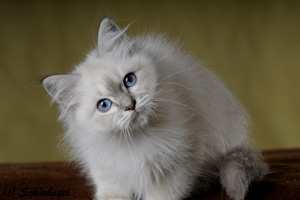 Mona Lisa, blue-tabby point
