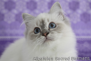Mona Lisa, blue-tabby point