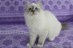 Mona Lisa, blue-tabby point