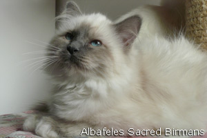 Nekhbet, blue-point