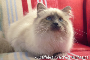 Nekhbet, blue-point