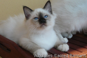Cuccioli di Nympha