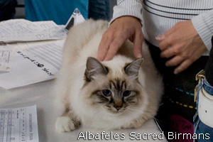 Odino, seal-tabby-point