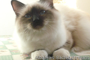 Albafeles Odyssea, seal-point